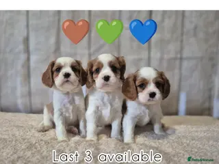 Cavalier King Charles Spaniel dogs 3 blenheim boys left beautiful CKCS ❤️ - Advert 18