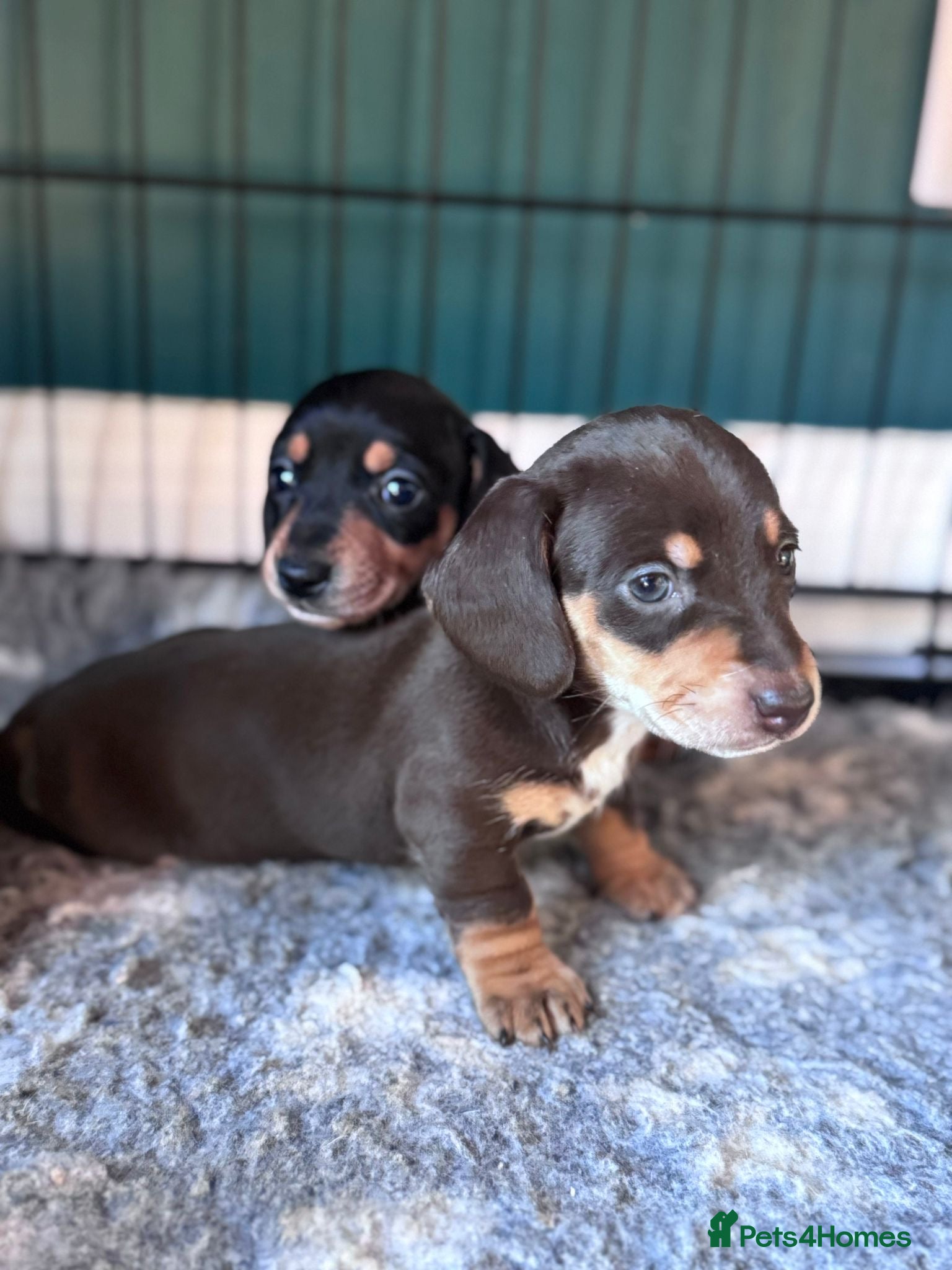 Miniature Dachshund dogs 🐾 TWO GIRLS LEFT  🐾 - Advert 12