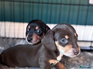 Miniature Dachshund dogs 🐾 TWO GIRLS LEFT 🐾 - Advert 12
