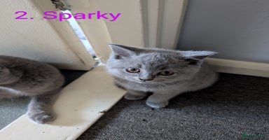 British Shorthair cats - Advert 13