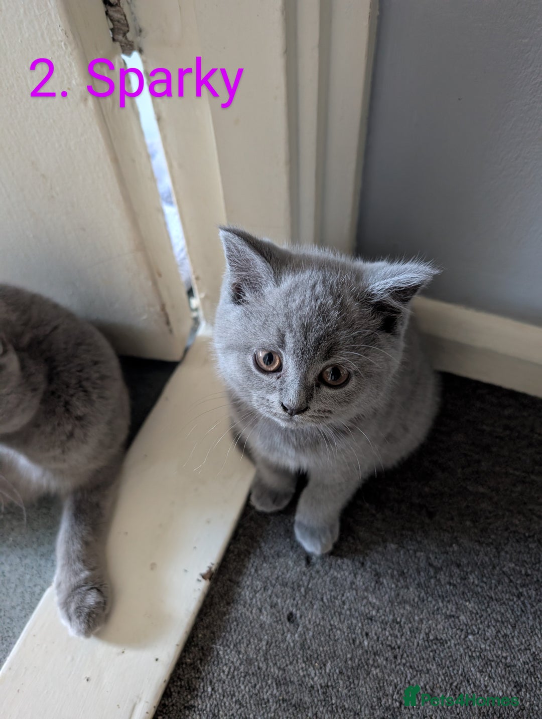 British Shorthair cats for sale: British Short Hairs And White BSH - Image 2