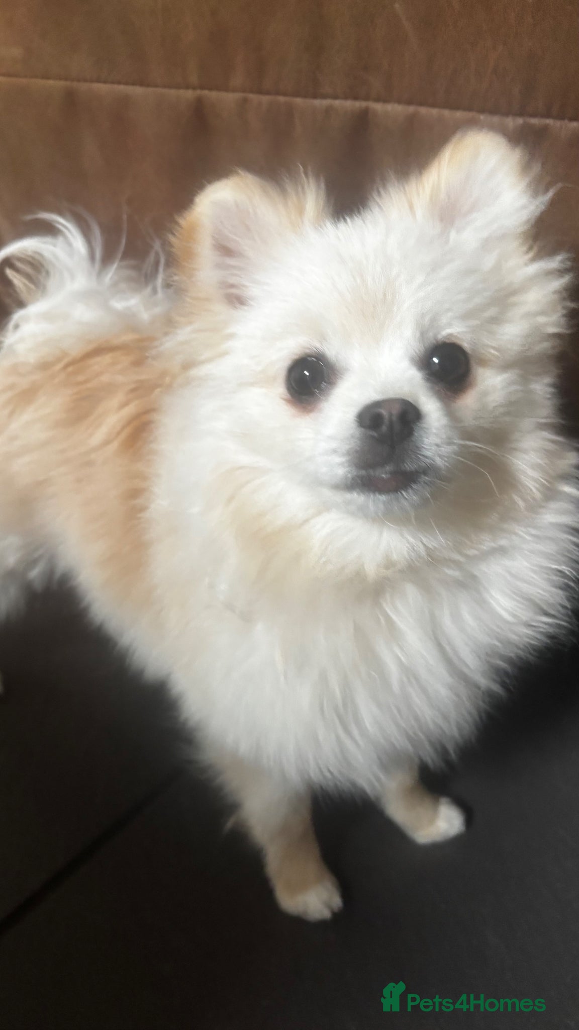 Pomeranian dogs Bruce’s the most loving  male . Pomeranian  - Advert 19