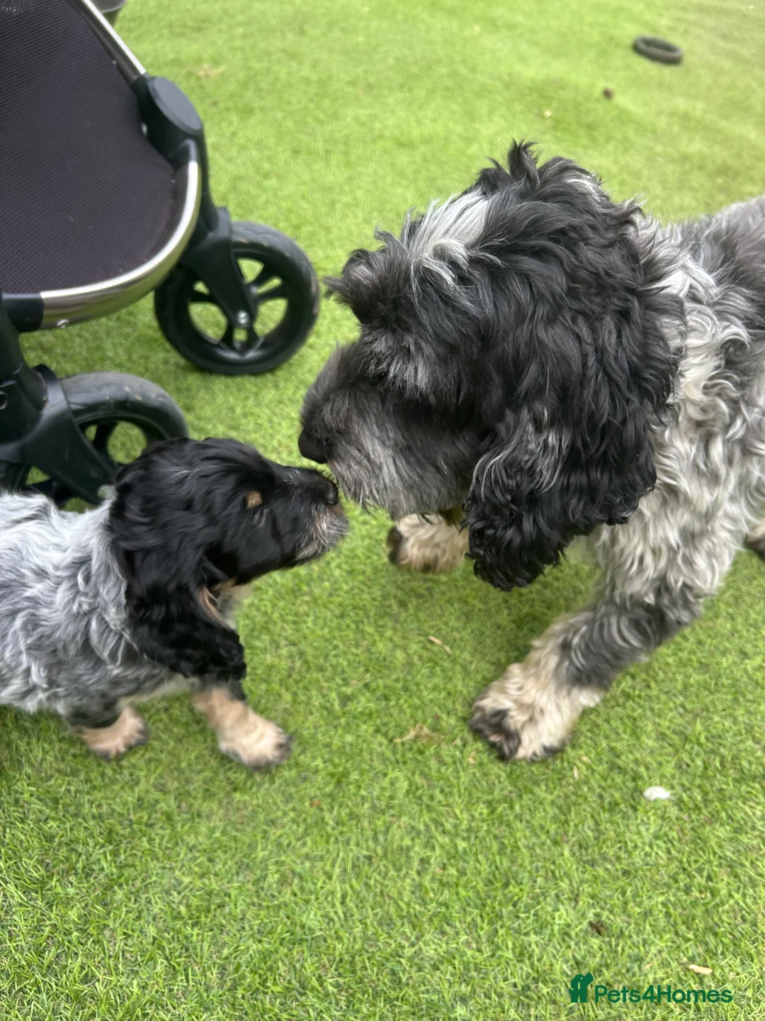 Cockapoo dogs for stud: Blue Roan & Tan-Phantom Stud in Lingfield - Advert 9