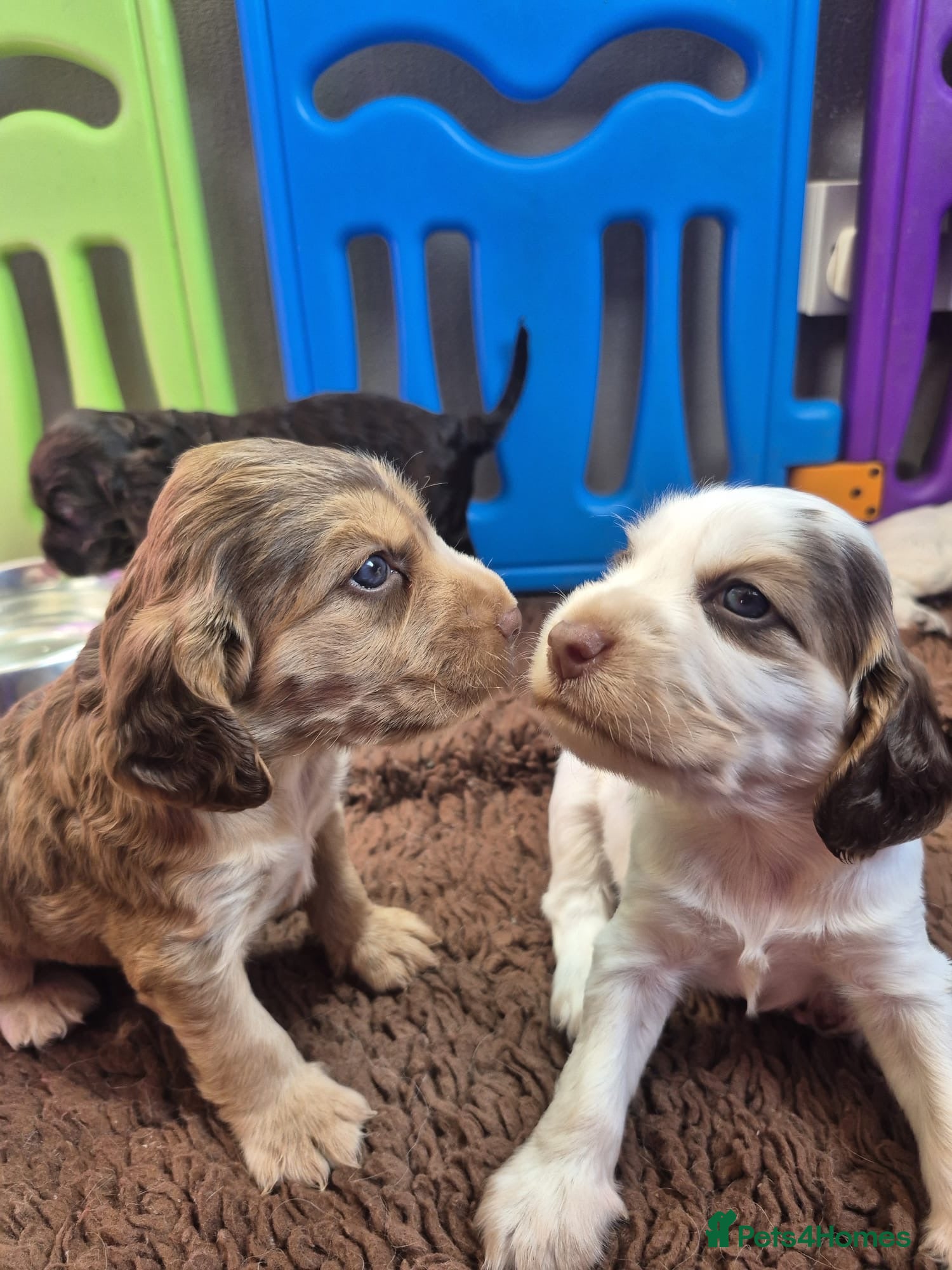 Cocker Spaniel dogs KC registered show type cocker spaniels  - Advert 1