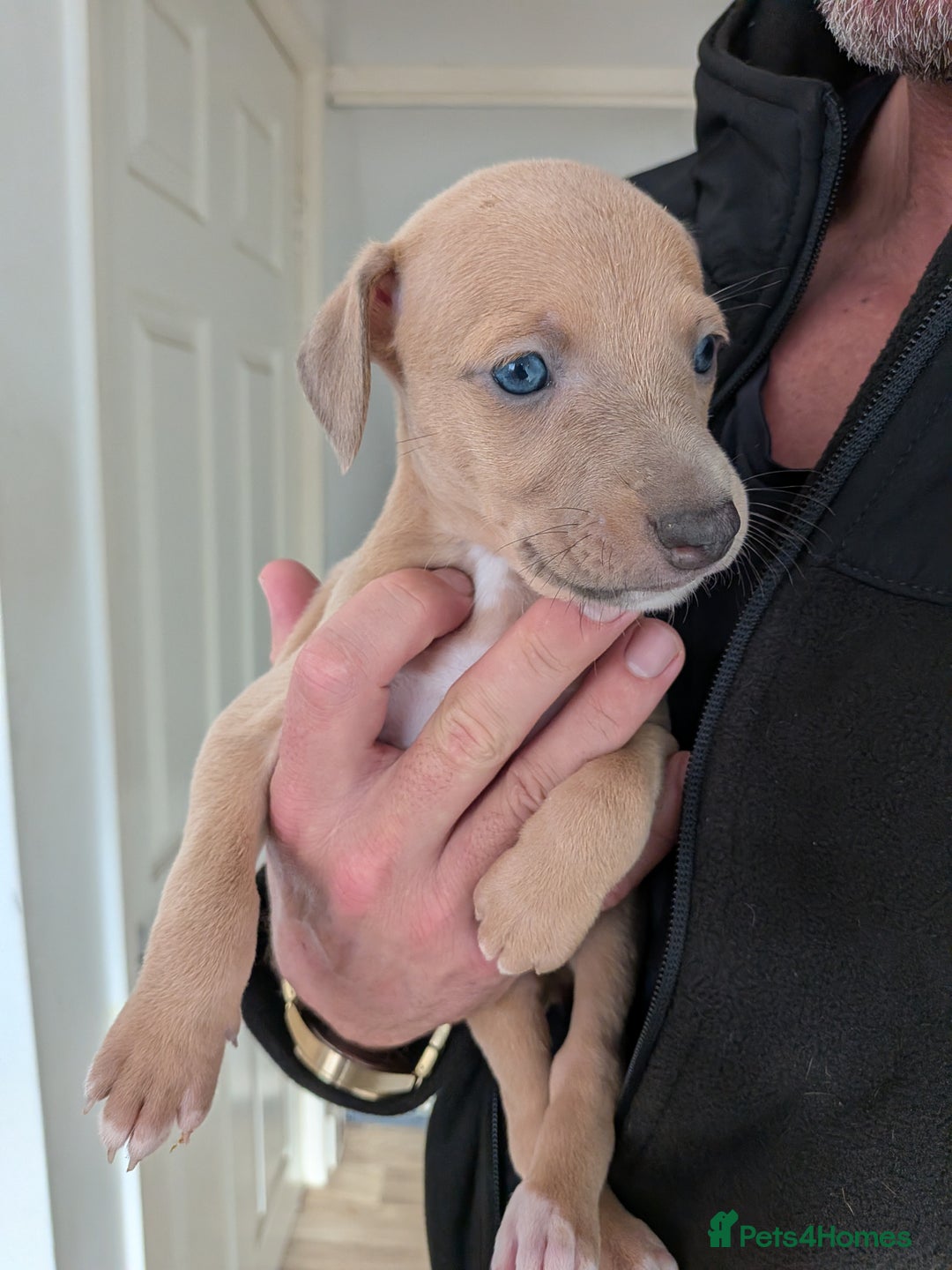 Mixed Breed dogs for sale: Whippet, saluki, pharoe hound puppies - Advert 2