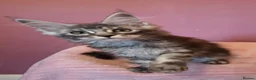 Maine Coon cats for sale: Tica Reg REDUCED mainecoon kittens READY NOW - Advert 7