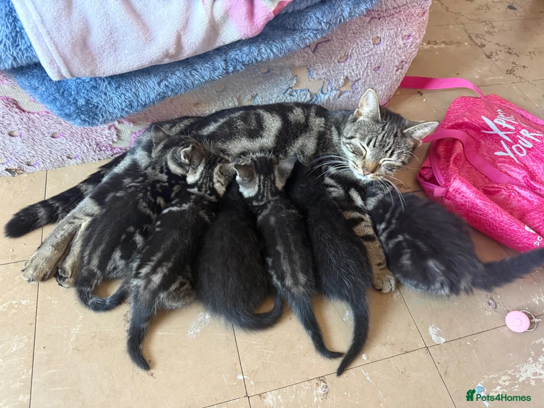 Domestic Shorthair cats for sale: 6 gorgeous tabby kittens  - Advert 2