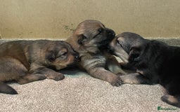 German Shepherd dogs for sale: German shepherd puppies for sale  - Image 7