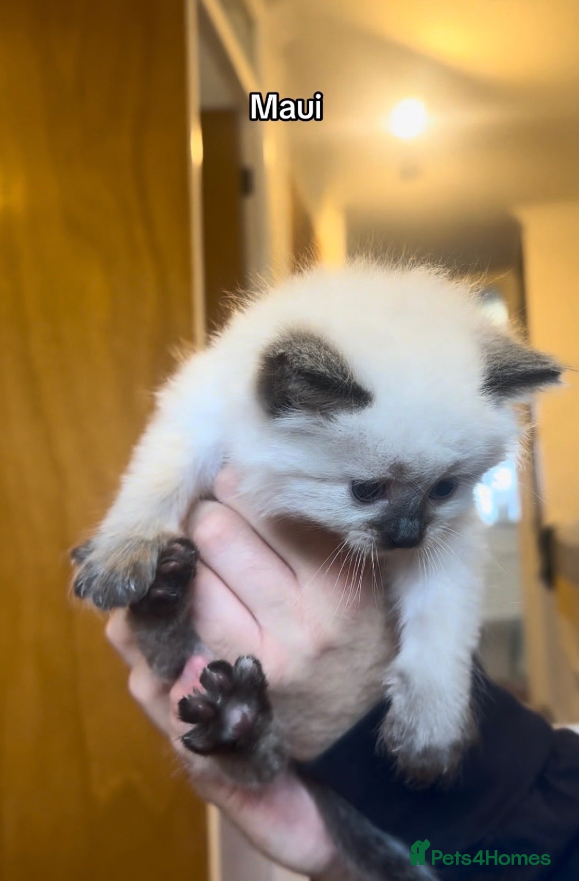 Ragdoll cats TWO STUNNING FLUFFY RAGDOLL-PERSIAN BOYS - Advert 17
