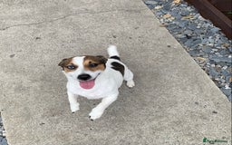 Jack Russell dogs for stud: Jack Russell for stud in Seaham - Image 4