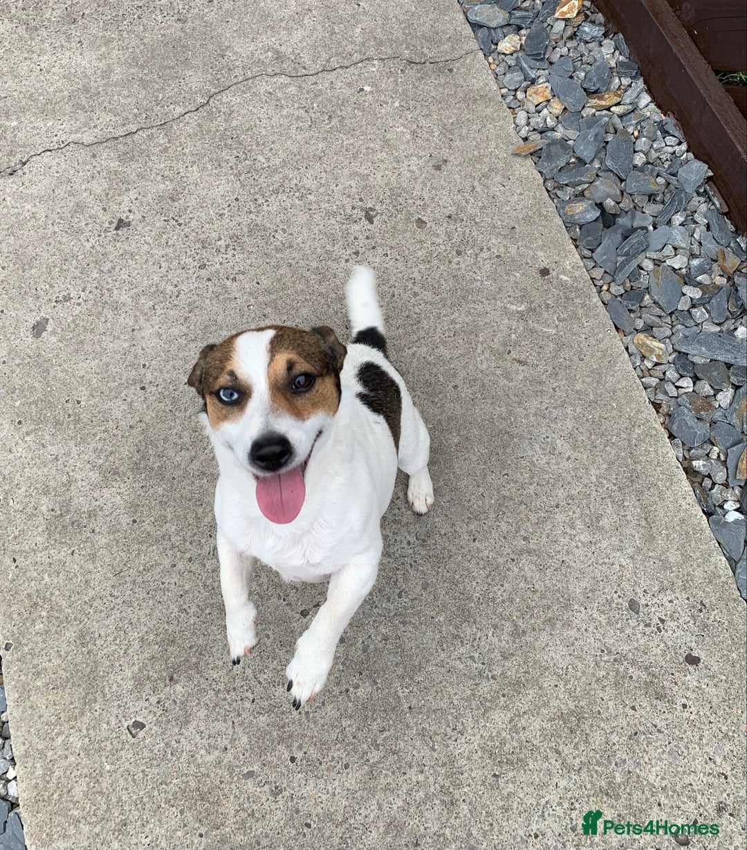 Jack Russell dogs for stud: Jack Russell for stud in Seaham - Image 4