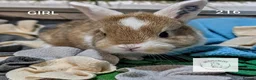 Mixed Breed rabbits for sale: Beautiful bunnies to reserve  - Advert 8