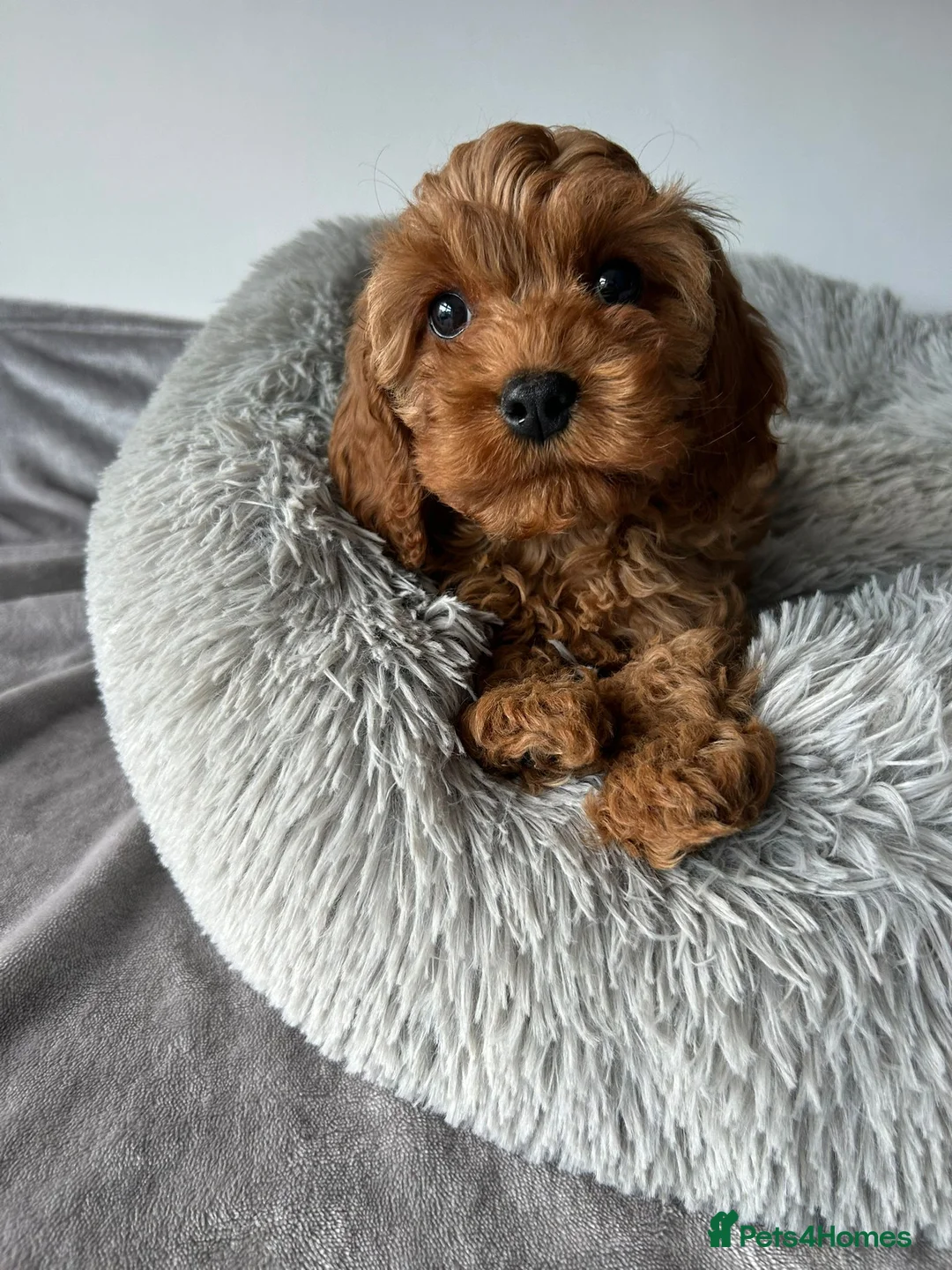 Cavapoo dogs for sale: Health tested- Beautiful Cavapoo puppies - Advert 2