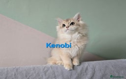 British Shorthair cats for sale: Pedigree golden British shorthair  - Image 5
