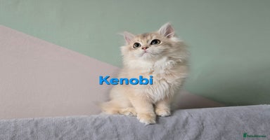 British Shorthair cats - Advert 6
