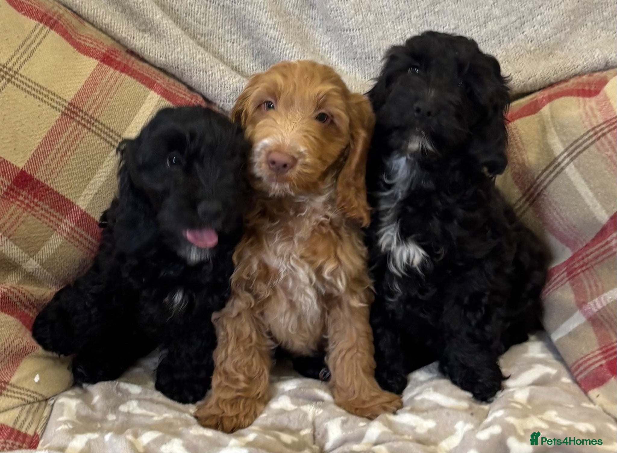 Cockapoo dogs Stunning F1 Cockapoos H/Tested KC/Show Parents!! - Advert 1
