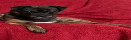 Mixed Breed dogs for sale: 🐾 Theo – 4-Year-Old Male Pugalier 🐾 in Stoke-on-Trent - Advert 2