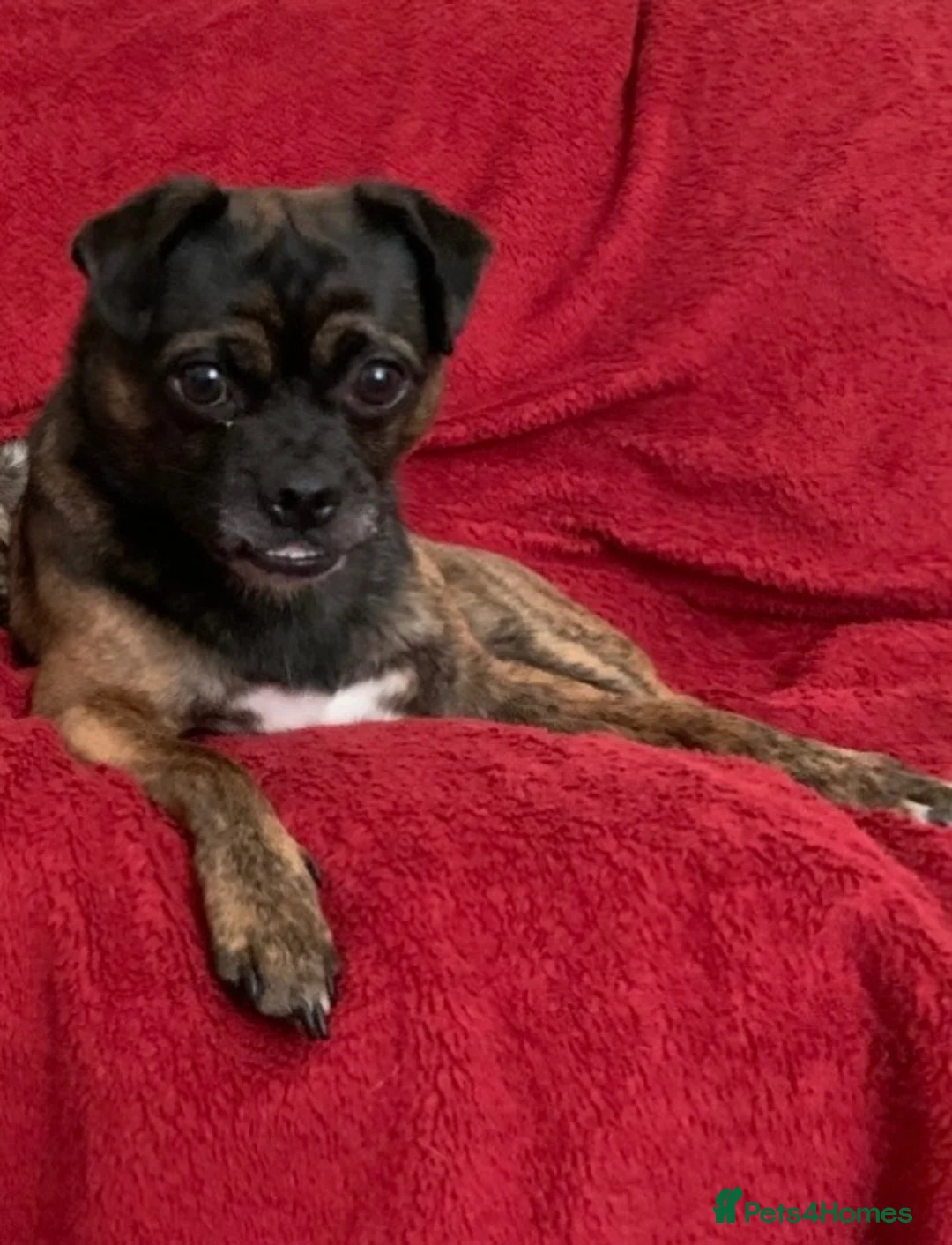 Mixed Breed dogs for sale: 🐾 Theo – 4-Year-Old Male Pugalier 🐾 in Stoke-on-Trent - Advert 2