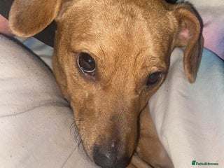 Mixed Breed dogs Alfie - Advert 8