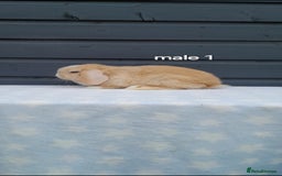 Mini Lop rabbits for sale: Purebred mini lops - Image 3