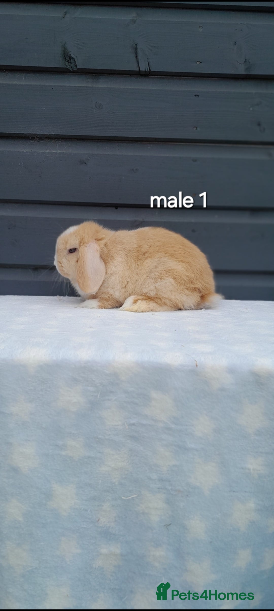 Mini Lop rabbits for sale: Purebred mini lops - Image 3