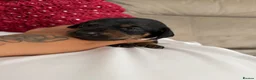 Miniature Dachshund dogs for sale: Mini dachshund  - Advert 2