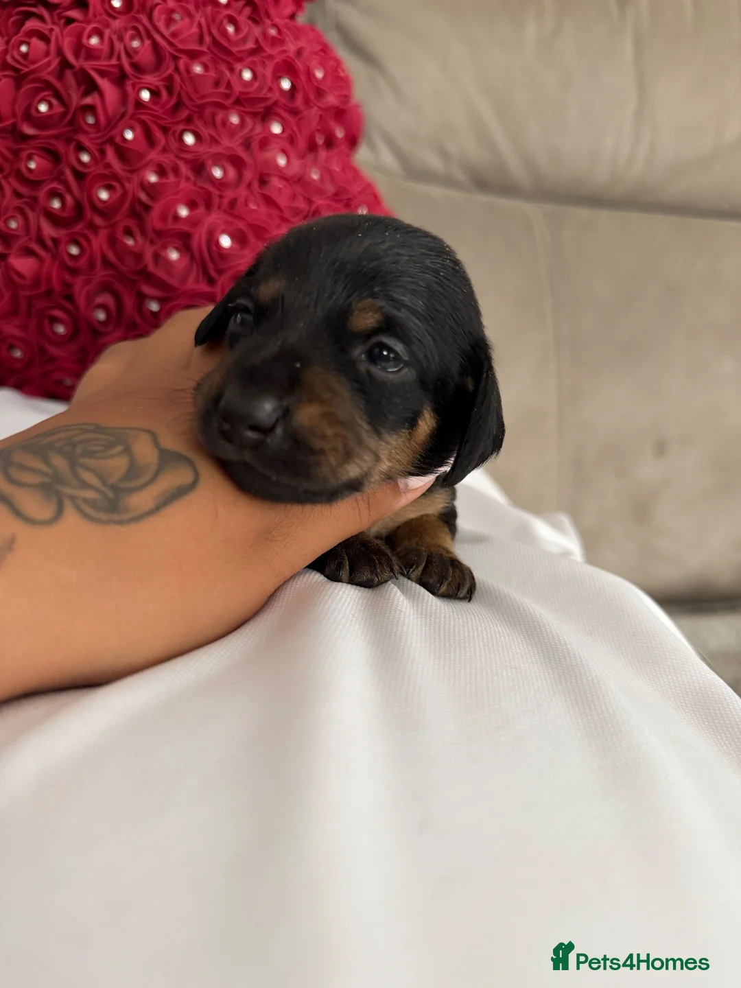 Miniature Dachshund dogs for sale: Mini dachshund  - Advert 2