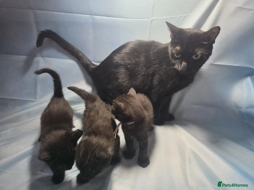 Mixed Breed cats for sale: BeautifulBlack Smoke Kittens Ready for Reservation - Advert 7