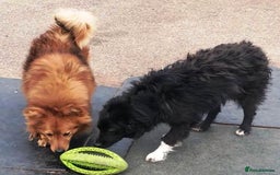Mixed Breed dogs for adoption: MONTY & DAISY an example of Resilience &Friendship - Image 12