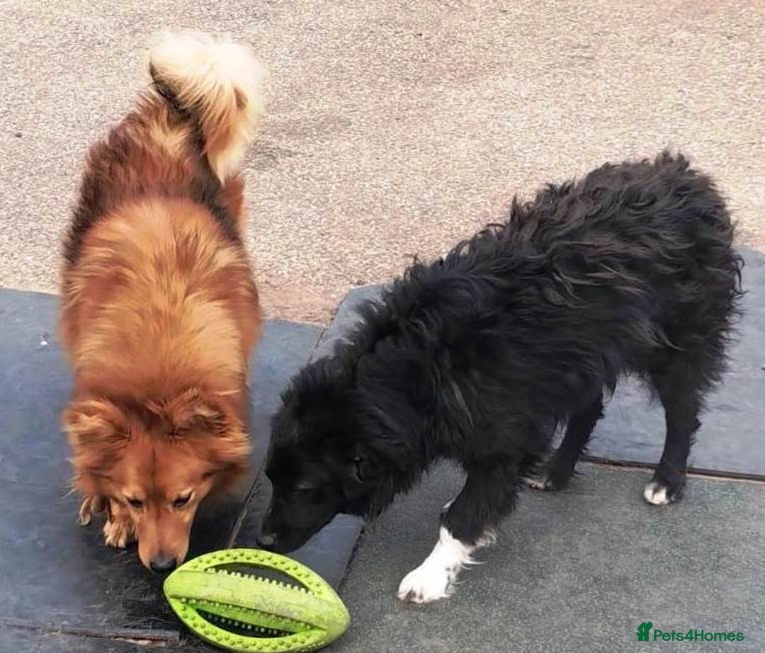 Mixed Breed dogs for adoption: MONTY & DAISY an example of Resilience &Friendship - Image 12