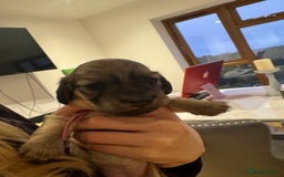 Miniature Dachshund dogs for sale: Reservation list now open! - Image 25