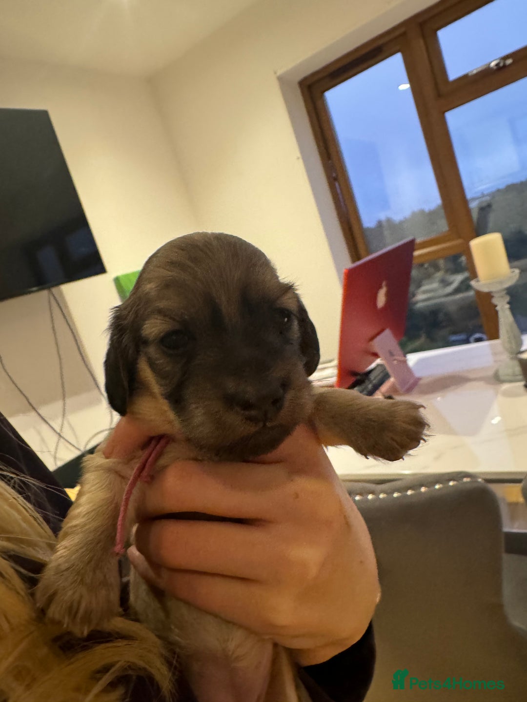 Miniature Dachshund dogs for sale: Reservation list now open! - Image 25