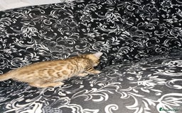 Bengal cats for sale: Stunning Pedigree Bengal Babies - Image 4