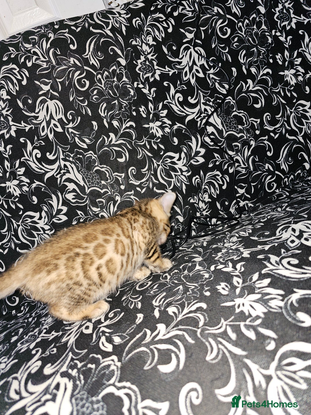 Bengal cats for sale: Stunning Pedigree Bengal Babies - Image 4
