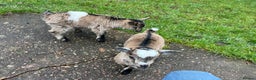 Goats livestock for sale: Pygmy Goat Kids  - Advert 2