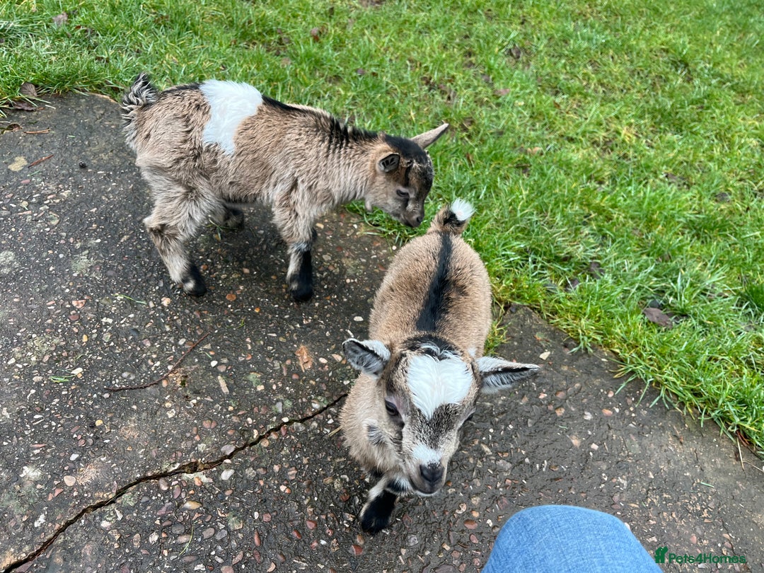 Goats livestock for sale: Pygmy Goat Kids  - Advert 2