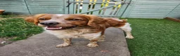 Brittany Spaniel dogs for stud: KC Registered Brittany Spaniel Available for Stud  in Andover - Advert 7