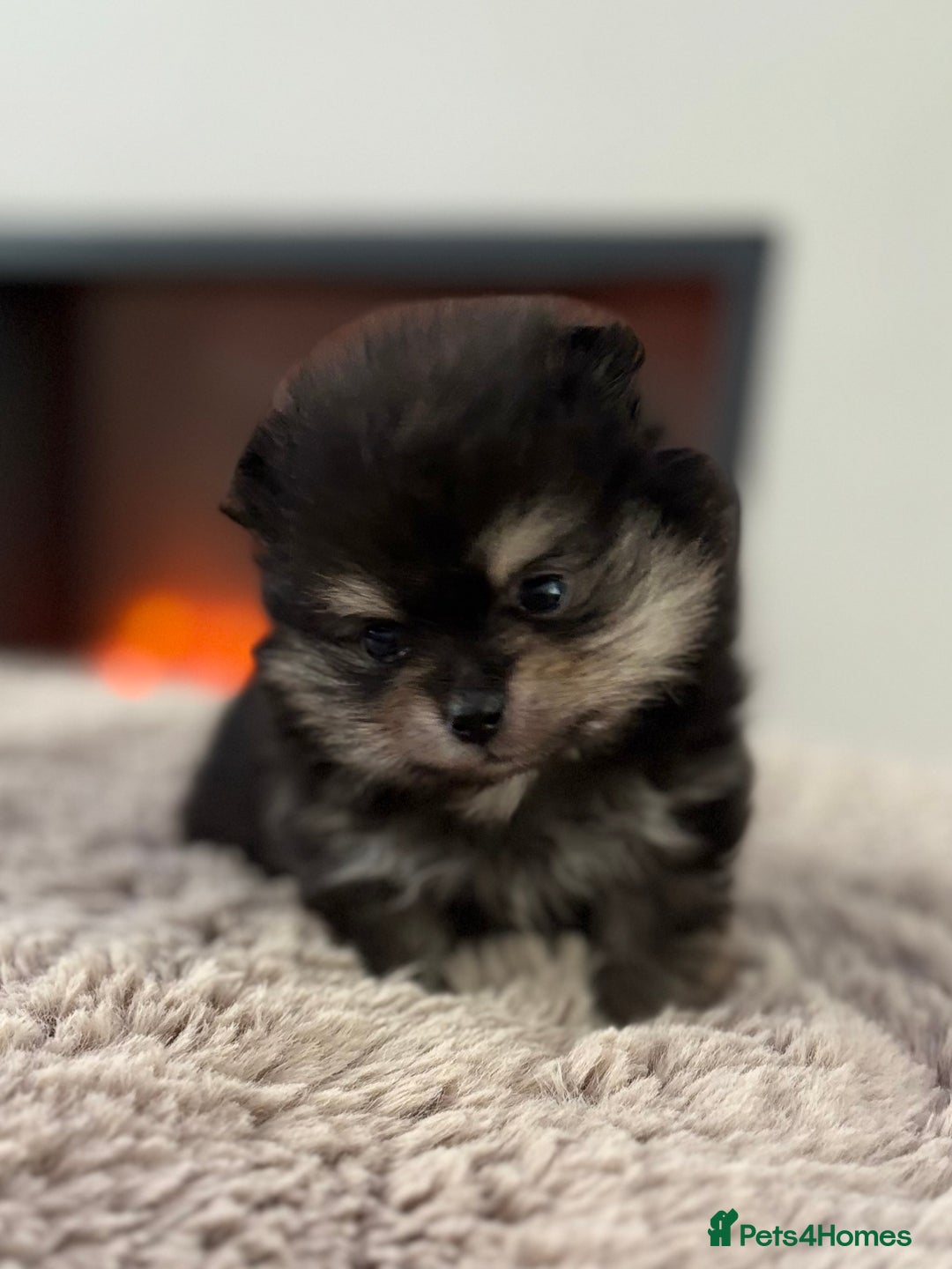 Pomeranian dogs for sale: KC Black&Tan Pom puppies stunning 🤩 🧡🖤 - Image 10