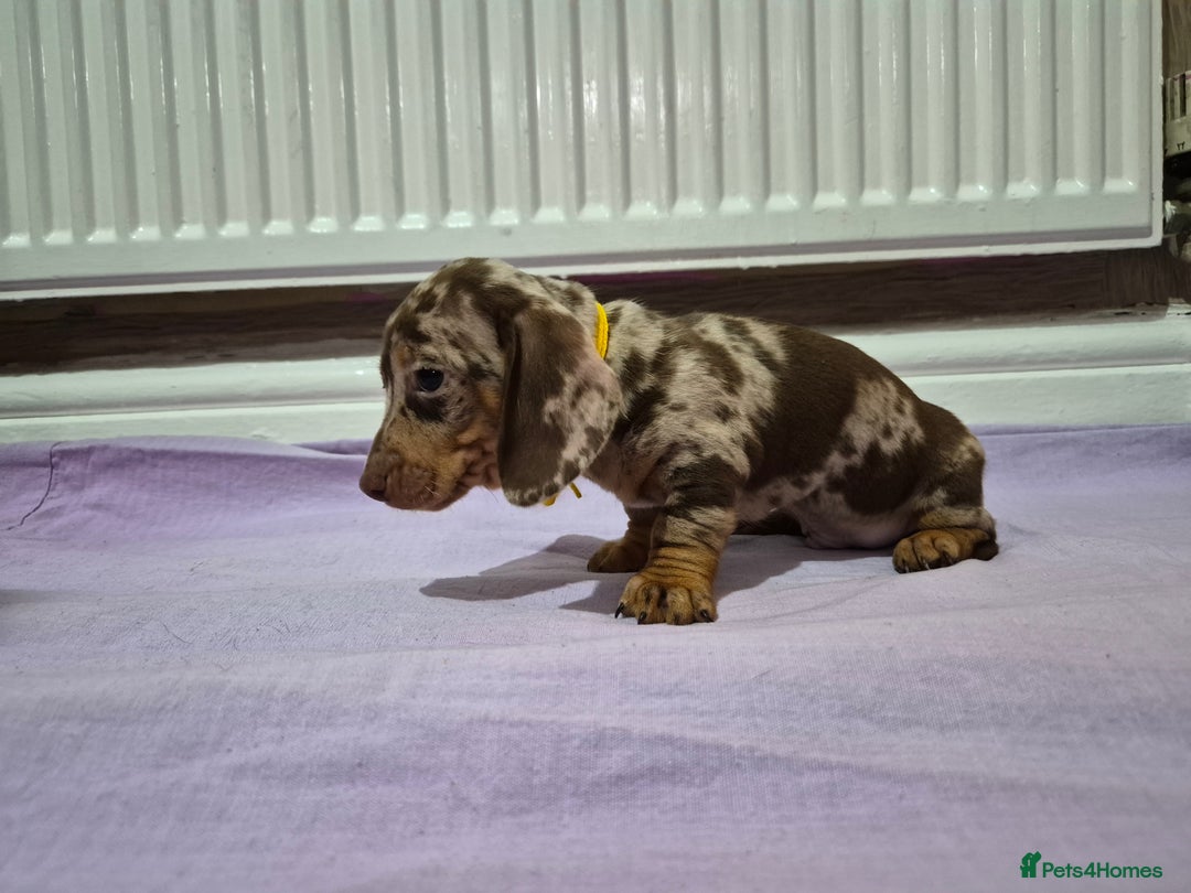 Miniature Dachshund dogs for sale: Hi beautiful mini dachshund for 5* home - Advert 4