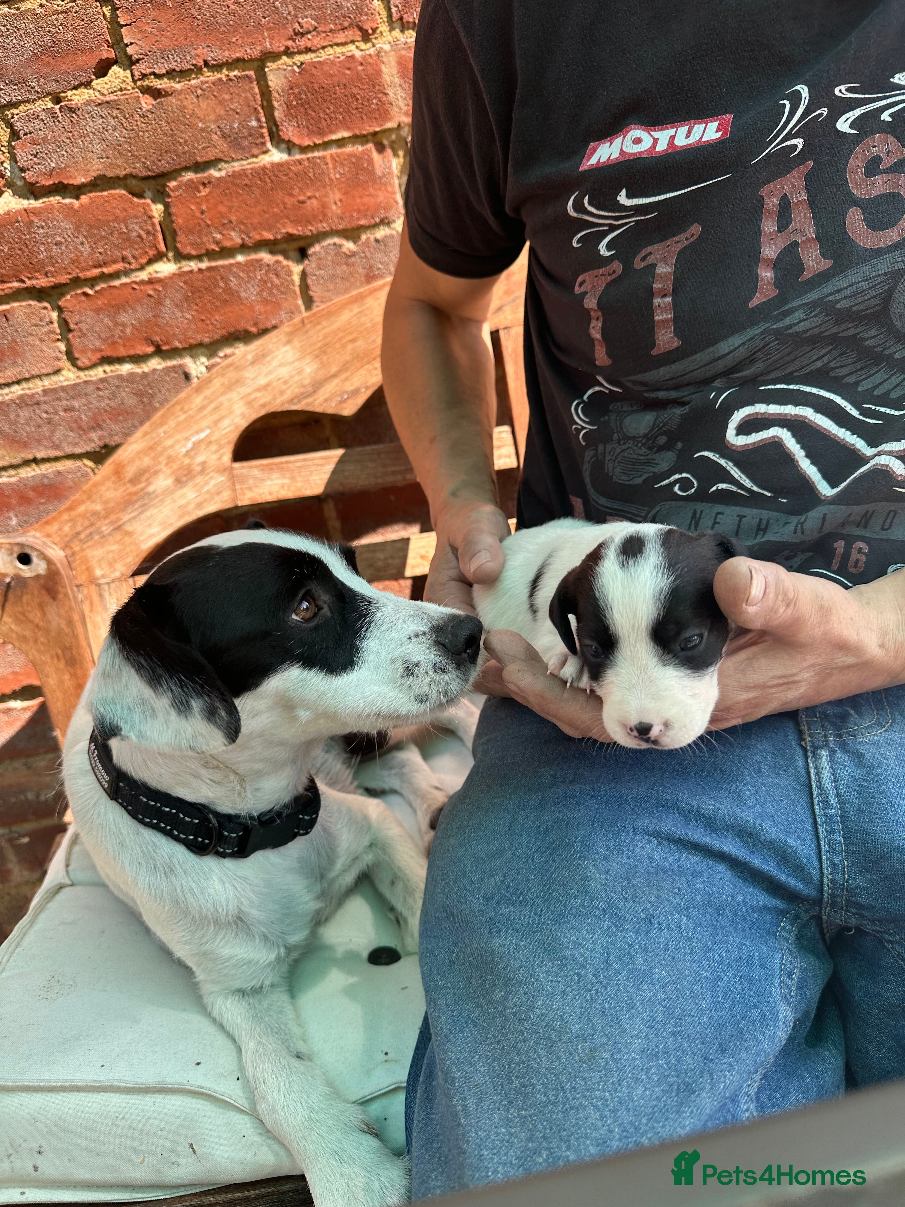 Mixed Breed dogs Cutest jack russell / spaniel / collie mix - Advert 2