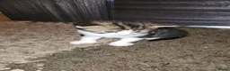 British Longhair cats for sale: Stunning British Kittens - Home Reared & Healthy - Advert 9