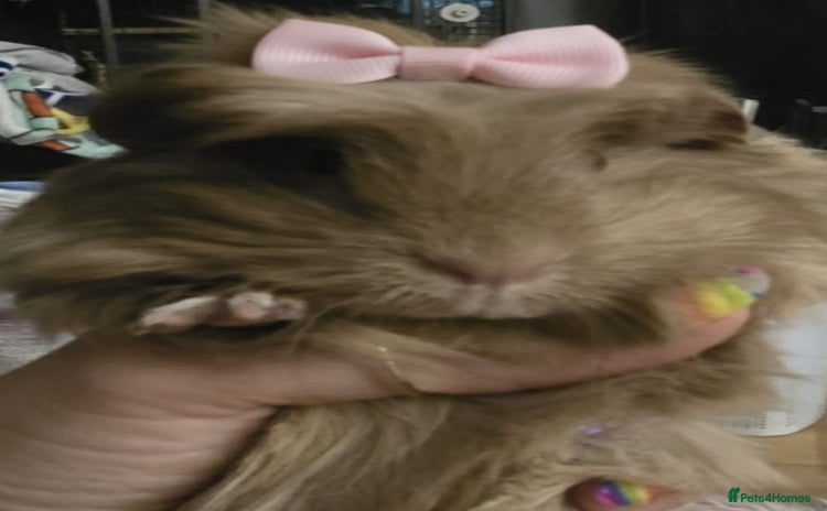 Guinea Pig rodents - Advert 11