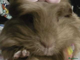 Guinea Pig rodents - Advert 36