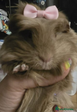 Guinea Pig rodents - Advert 11