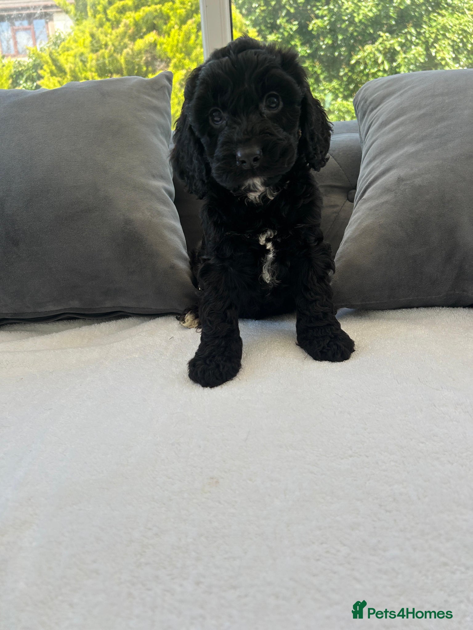 Cockapoo dogs F1 cockapoo puppies  - Advert 2