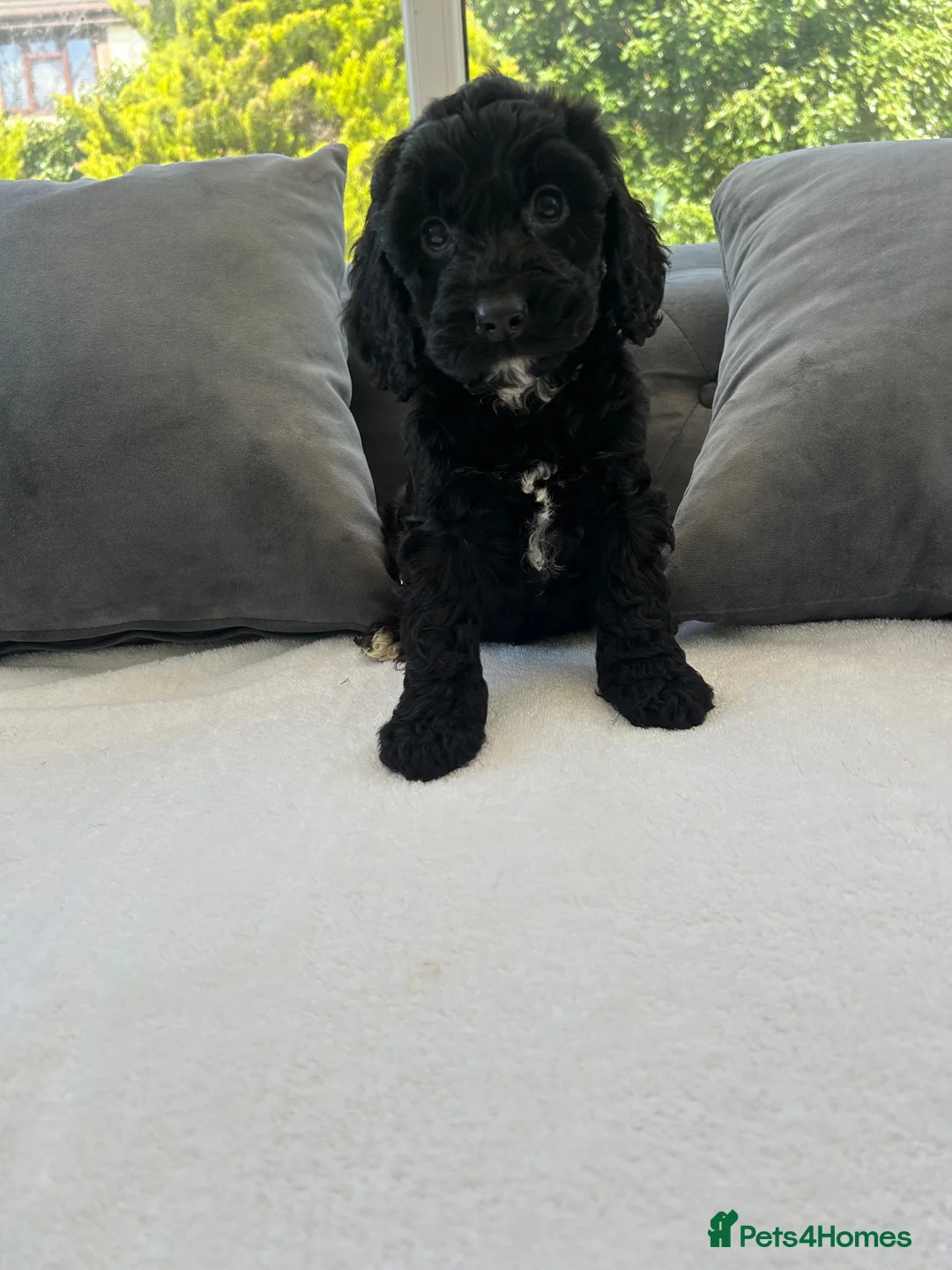 Cockapoo dogs for sale: F1 cockapoo puppies  - Advert 2
