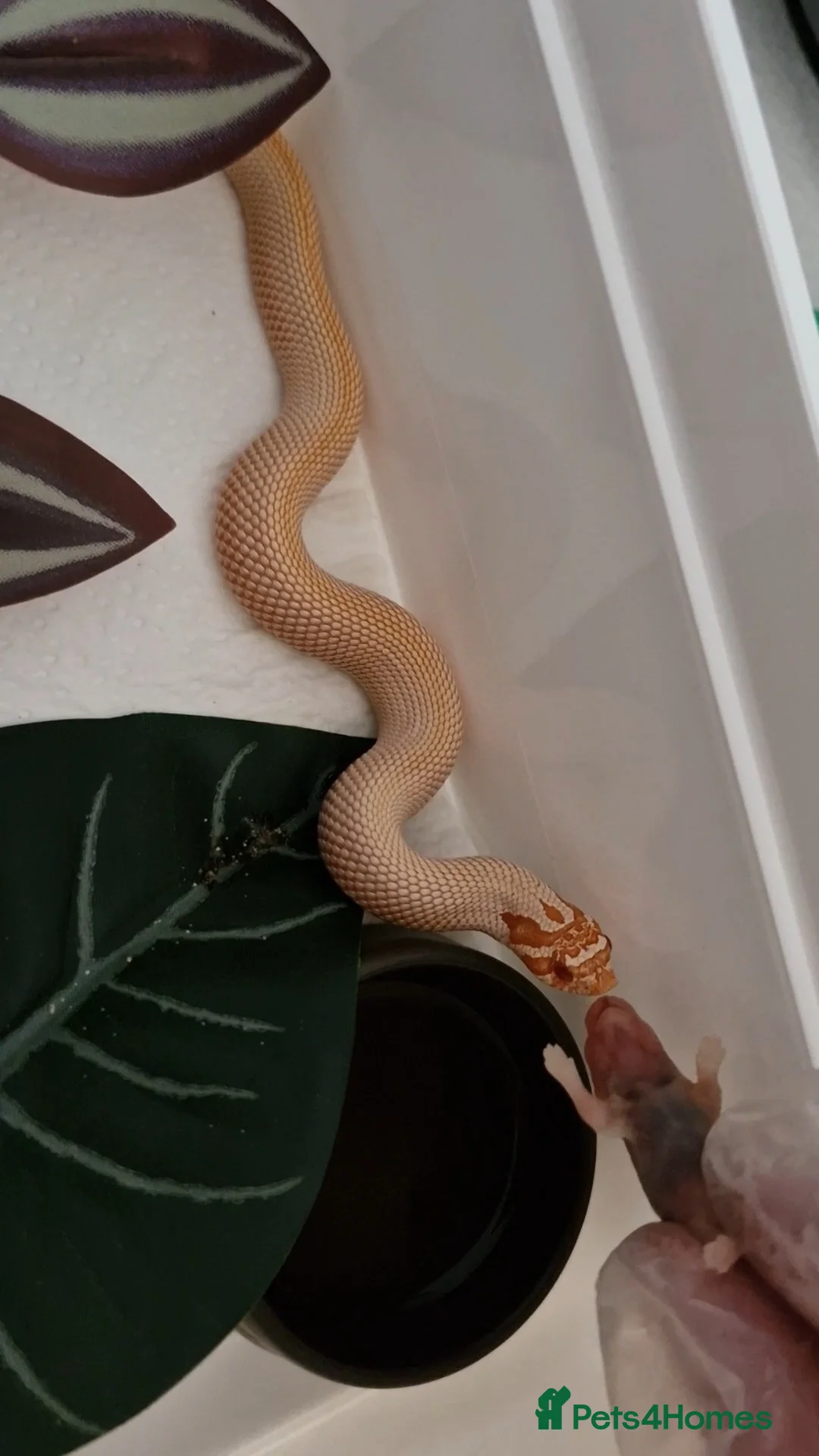 Snake reptiles for sale: Hognose babies for sale  - Advert 6