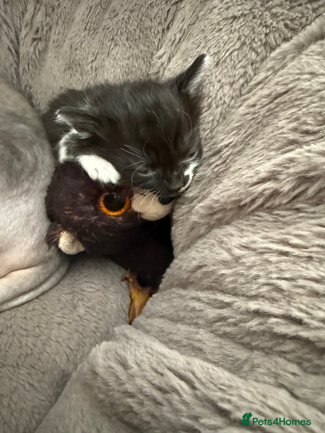 Mixed Breed cats for sale: Half Sphynx  - Image 13
