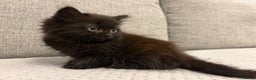 Mixed Breed cats for sale: Adorable Black Kittens - Advert 14