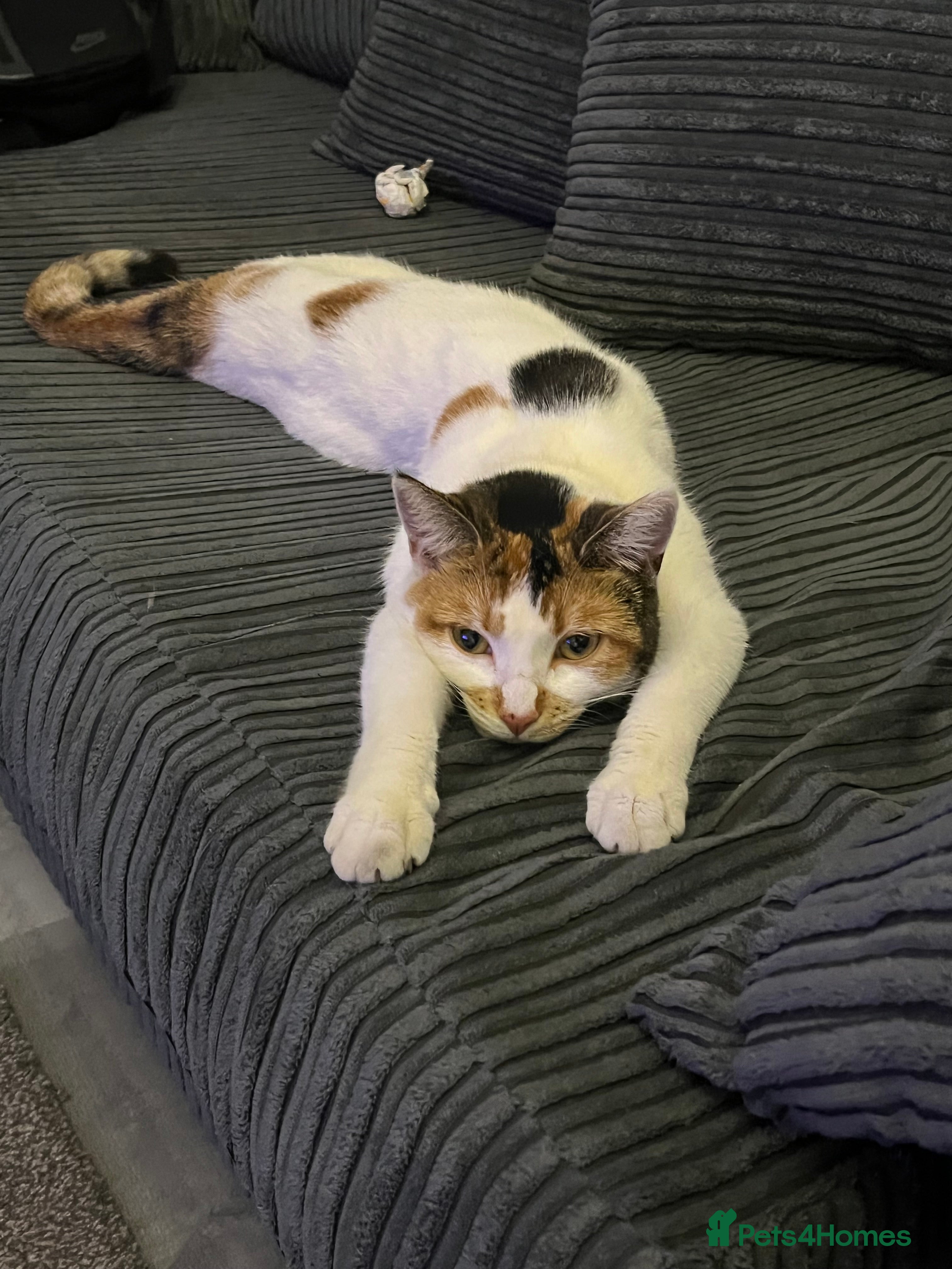 Mixed Breed cats 3 year old cat  in Telford - Advert 1